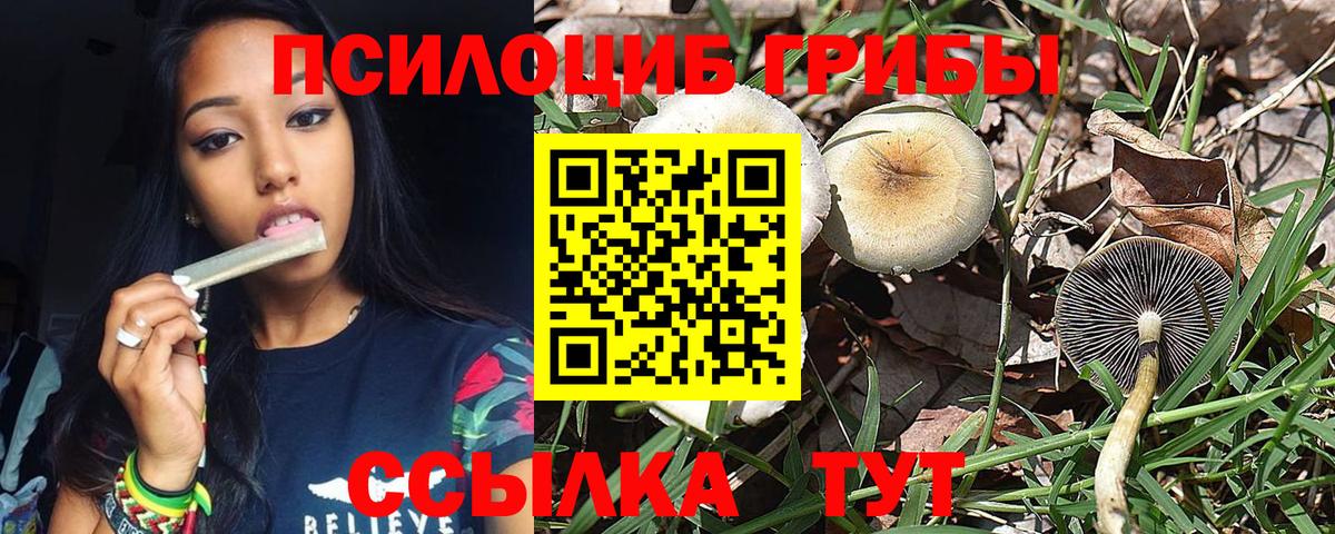 Галлюциногенные грибы Psilocybine cubensis Краснокаменск